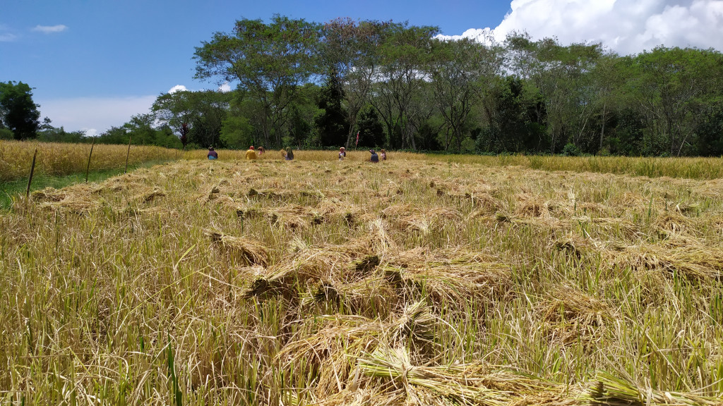 PADI : Merupakan sumber pangan utama dalam menunjang kehidupan dan menjadi makanan pokok sehari-hari