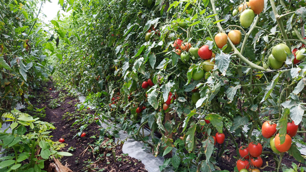 TOMAT : selain Kentang, Tomat juga merupakan Penunjang Pendapatan Masyarakat kampung Delung Asli.